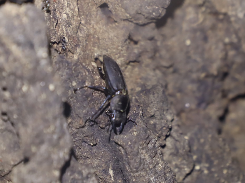 団地前のクヌギ_コクワガタの雌のような雄_ 2021年8月25日23時15分頃 気温28度